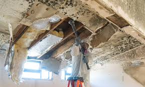 Why You Should Choose Our Mold Remediation Services in Sound Beach, NY